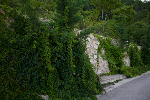 Lush vegetation above the stone wall. Stone wall in front of the forest