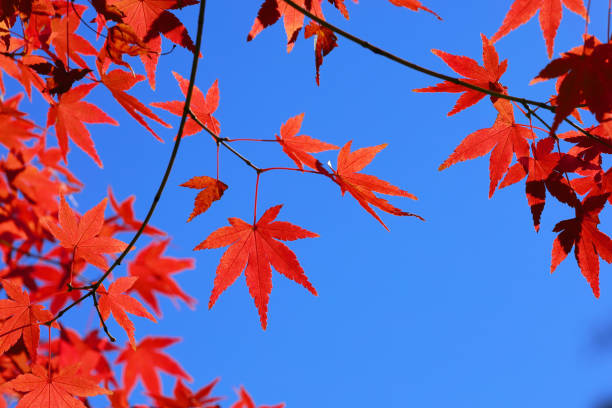 Autumn leaves, scenery and still life