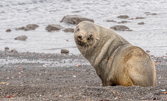 Antarctic fur seals (Arctocephalus gazella) on Deception Island - Whalers Bay (South Shetland Islands)