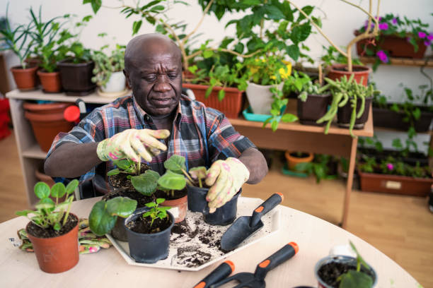 istock Wheelchair gardener working in a conservatory 1417754608