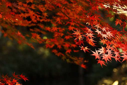 Autumn leaves and nature and background material