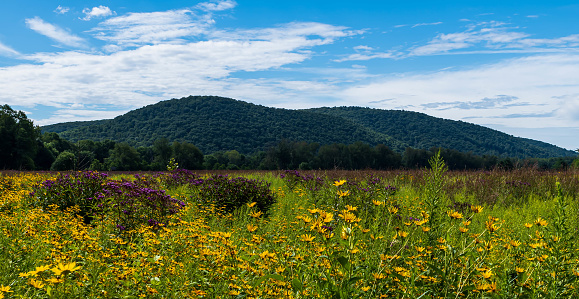A field of black eyed susan flowers with a mountain in the background on a sunny summer day in Brokenstraw Township, Pennsylvania, USA