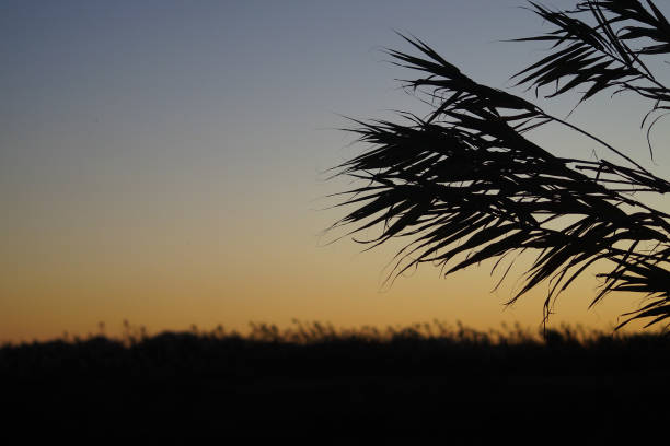 Cane field next to the salty reservoir Mar Menor at Murcia, Spain.