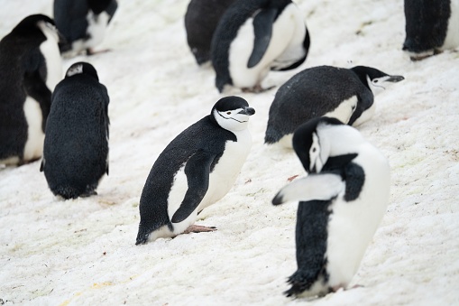 Chasing Penguin Colony (pygoscelis antartica) - Antarctica Deception Island