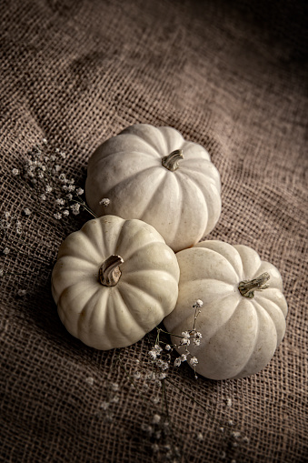 This is a close up photo of three white pumpkins on a burlap potato sack background. There is space for copy. This is a nice high key image that would work well for autumn, Thanksgiving and a holiday Halloween season in the fall.