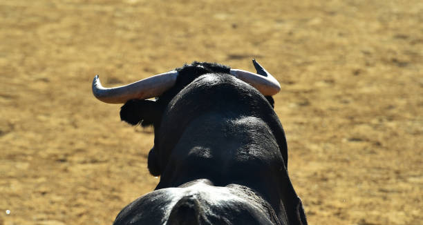 istock Horns of strong black bull 1417760875