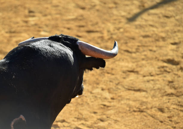 istock Horns of strong black bull 1417760880