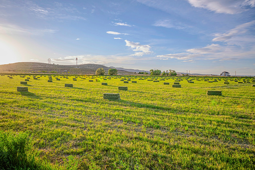 Utah Valley agricultural landscape of farmland with vibrant green pasture. SCenic view of mountain and blue sky with clouds can be seen in the background.