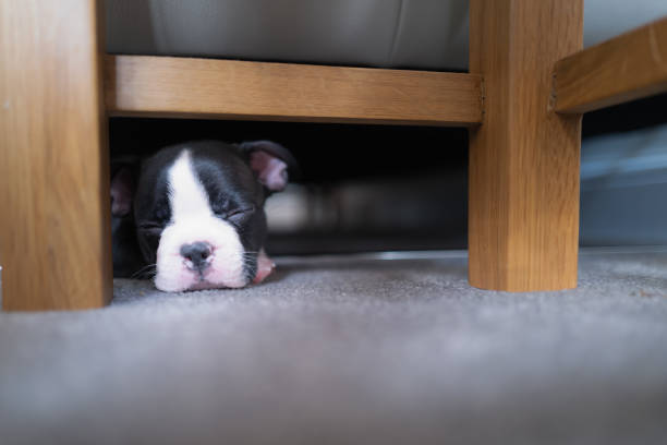 istock Boston Terrier puppy hiding and sleeping under a sofa. She is very small and cute. 1417761289