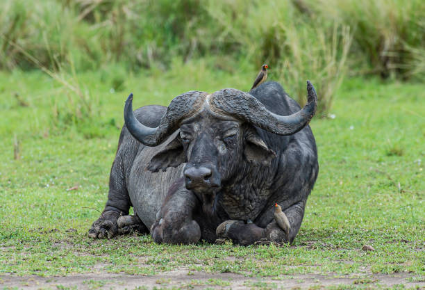 African buffalo (Syncerus caffer) is a large sub-Saharan African bovine. Syncerus caffer caffer, the Cape buffalo, is the typical subspecies, and the largest one, found in Southern and East Africa. Masai Mara National Reserve, Kenya. el búfalo africano (syncerus caffer) es un gran bovino del África subsahariana. syncerus caffer caffer, el búfalo del cabo, es la subespecie típica, y la más grande, que se encuentra en el sur y este de África. reserva nacional masai mara, kenia.
