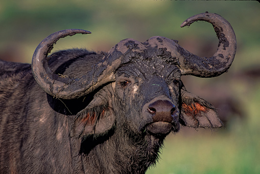 African buffalo (Syncerus caffer) is a large sub-Saharan African bovine. Syncerus caffer caffer, the Cape buffalo, is the typical subspecies, and the largest one, found in Southern and East Africa. Masai Mara National Reserve, Kenya.