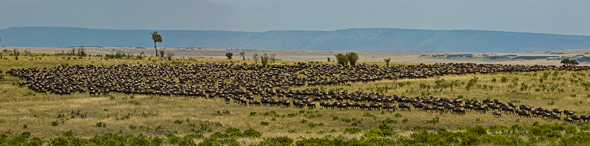 The blue wildebeest (Connochaetes taurinus), also called the common wildebeest, white-bearded wildebeest or brindled gnu, is a large antelope. Masai Mara National Reserve, Kenya. Migration.