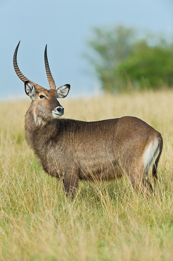The Defassa waterbuck (Kobus ellipsiprymnus defassa ) is a large antelope found widely in sub-Saharan Africa. Masai Mara National Reserve, Kenya
