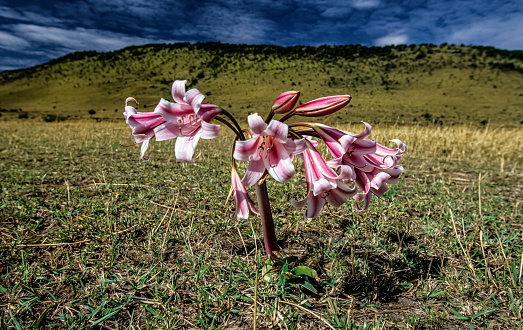 Pyjama Lily, Crinum macowanii from Masai Mara, Kenya. Amaryllidaceae.