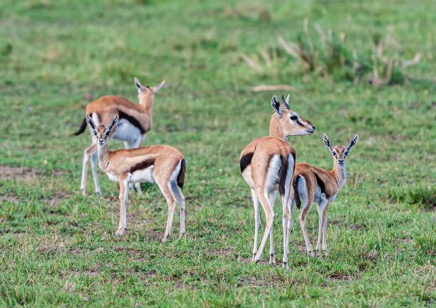 istock Thomson's gazelle, Eudorcas thomsonii, Masai Mara National Reserve, Kenya 1417763535