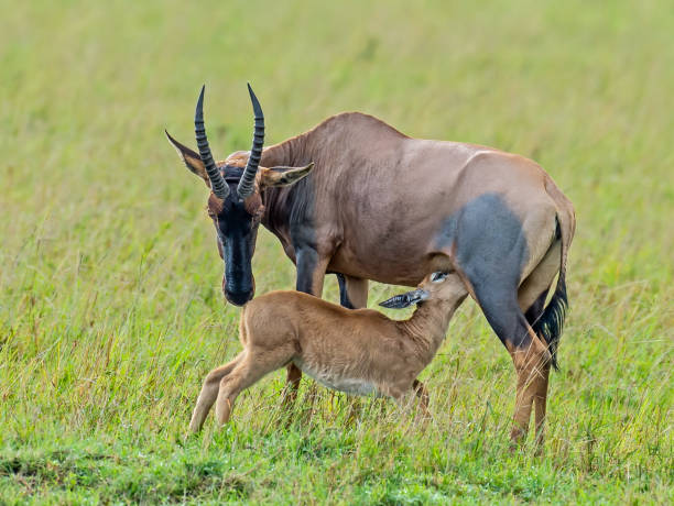 topi, damaliscus lunatus jimela, es un antílope altamente social y rápido. reserva nacional masai mara, kenia. madre amamantando a un nuevo ternero. - masai mara national reserve masai mara topi antelope fotografías e imágenes de stock