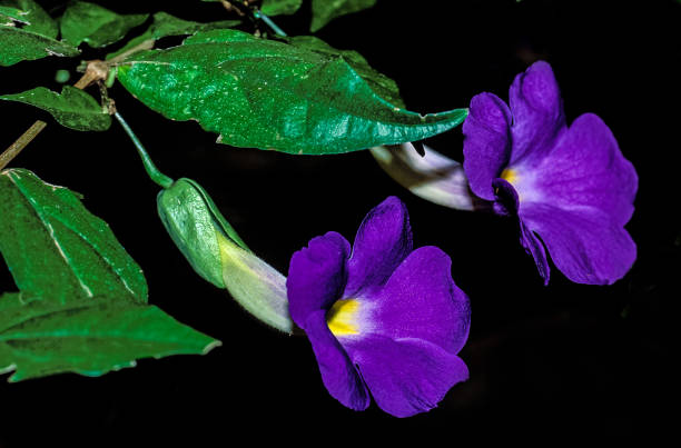 Thunbergia battiscombei, also known as the blue glory vine, is a species of flowering plant within the family Acanthaceae. Masai Mara National Reserve, Kenya. stock photo