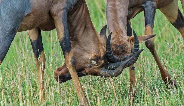 topi, damaliscus lunatus jimela, es un antílope altamente social y rápido. reserva nacional masai mara, kenia. dos animales peleando. - masai mara national reserve masai mara topi antelope fotografías e imágenes de stock