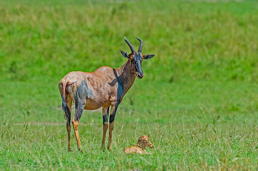 Topi, Damaliscus lunatus jimela, are a highly social and fast antelope. Masai Mara National Reserve, Kenya. Mother and new born calf.