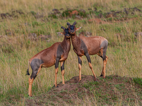 Topi, Damaliscus lunatus jimela, are a highly social and fast antelope. Masai Mara National Reserve, Kenya.