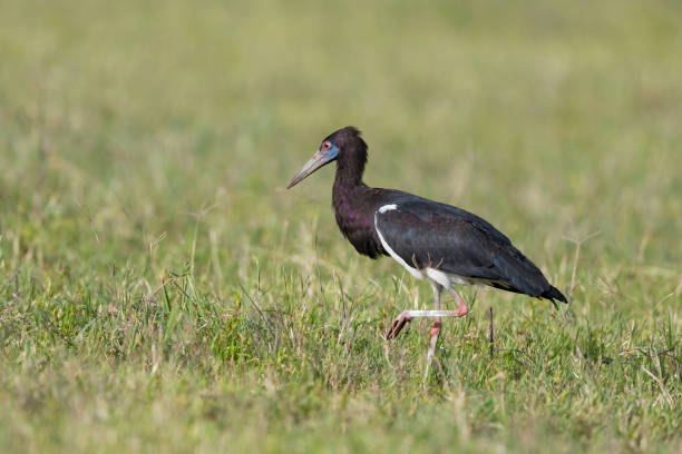 Abdim's Stork, ciconia abdimii, Africa, Tanzania.