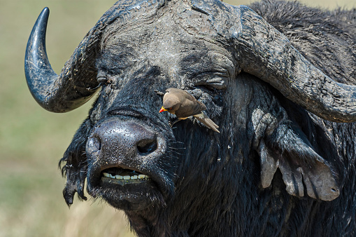 African buffalo (Syncerus caffer) is a large sub-Saharan African bovine. Syncerus caffer caffer, the Cape buffalo, is the typical subspecies, and the largest one, found in Southern and East Africa. Masai Mara National Reserve, Kenya. yellow-billed oxpecker, Buphagus africanus.