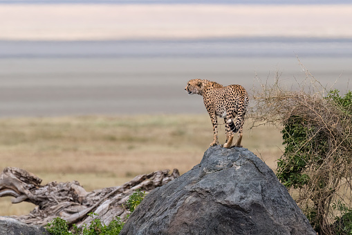 Cheetah, acinonyx jubatus, Africa, Tanzania. Vulnerable species.