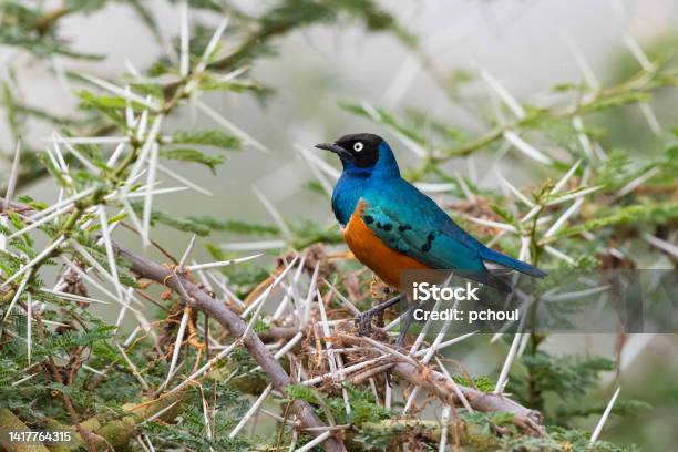 Superb Starling Beautiful Bird In Africa Stock Photo - Download Image Now - Iridescent, Thorn Bush, Lamprotornis