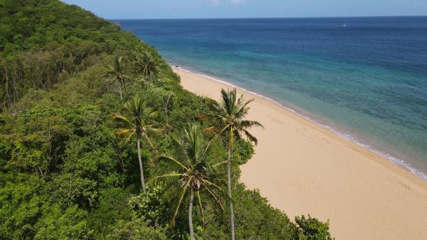 istock Beach and palm tree in Guadeloupe on a beautiful white sand beach 1417765261