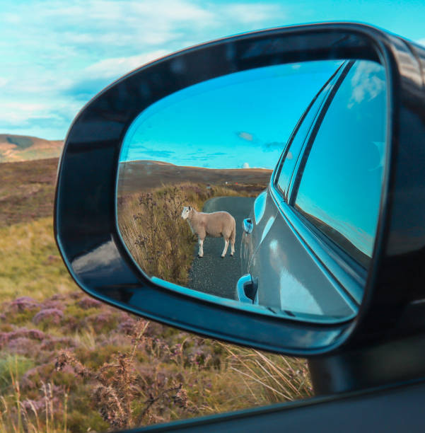 Single sheep walking on the road, seen in the car mirror view in the national park in Ireland. stock photo