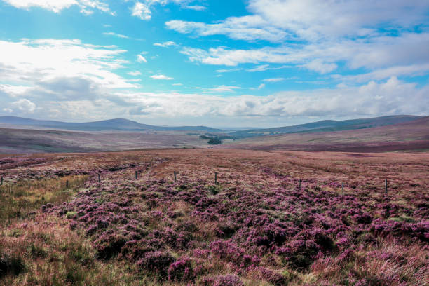 Open, large heather fields overlooking the mountains and blue sky with clouds in the Wicklow National Park in Ireland stock photo