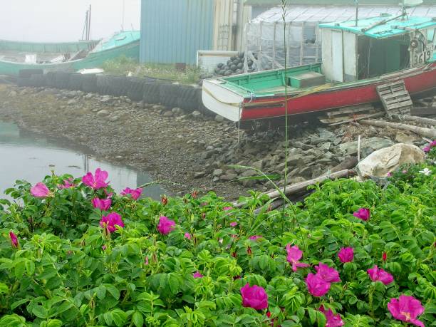 The rustic settlement of Peggy's Cove Nova Scotia Canada. Bright fuchsia colored wild roses along the shore with fishing vessels near Peggy's Cove.