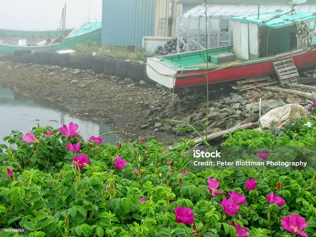 The rustic settlement of Peggy's Cove Nova Scotia Canada The rustic settlement of Peggy's Cove Nova Scotia Canada. Bright fuchsia colored wild roses along the shore with fishing vessels near Peggy's Cove. Wild Rose Stock Photo