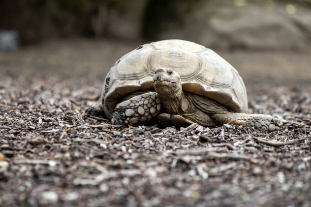 istock Galapagos Tortoise at the Zoo 1417765771
