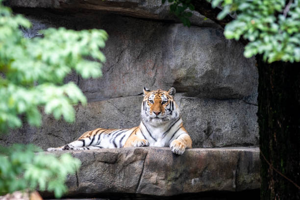 istock Beautiful Amur Tiger resting in the sun 1417765788