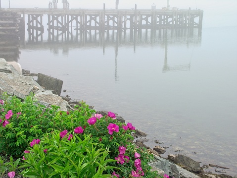The rustic settlement of Peggy's Cove Nova Scotia Canada. Wild roses and wooden pier in the heavy fog and mist.