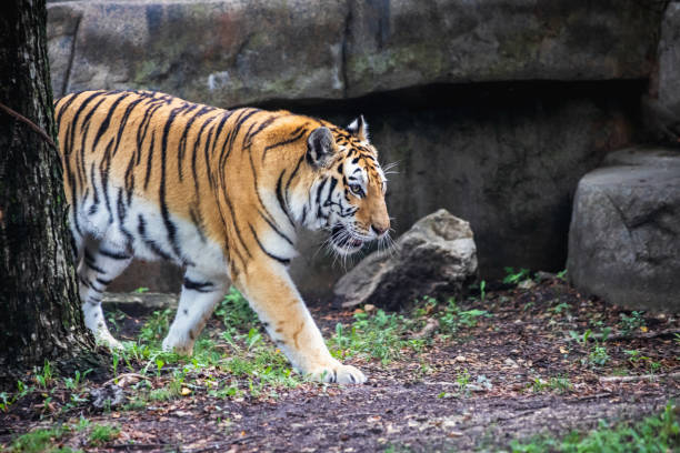 istock Amur Tiger at the Zoo 1417766339