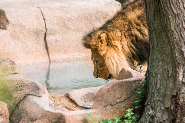 istock Lion drinking water in the sun 1417766417