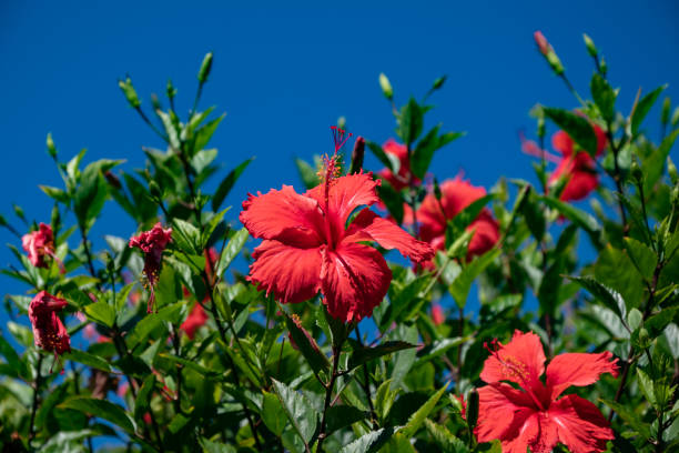 istock Red Hibiscus Flower in the Sun 1417766567