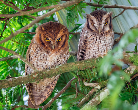 Búho En Ramas Búho Chillón Tropical Pareja De Búhos En Las Ramas De Un Árbol Foto de ...
