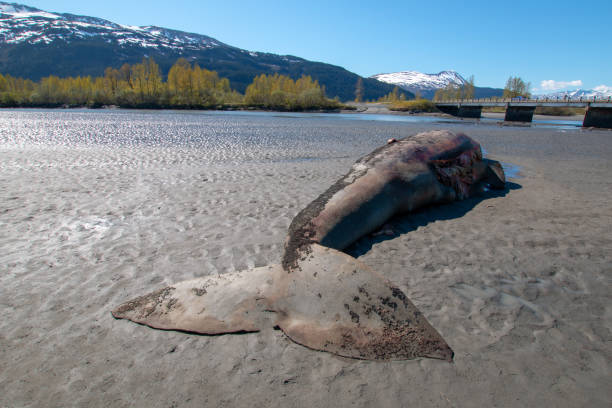Dead gray whale stranded at low tide in Turnagain Arm near Anchorage Alaska stock photo