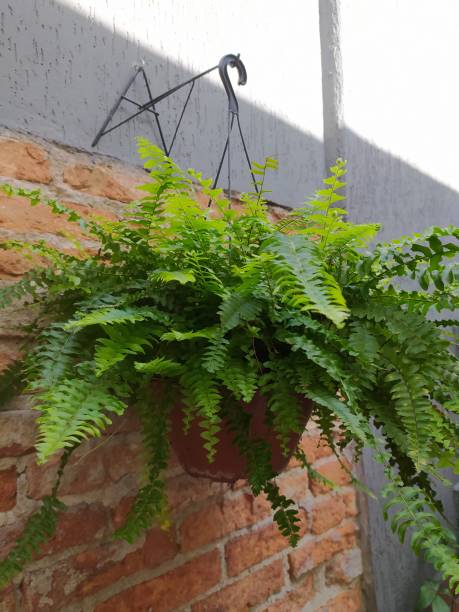istock Nephrolepis exaltata, known as 'Hawaiian fern' 1417770054