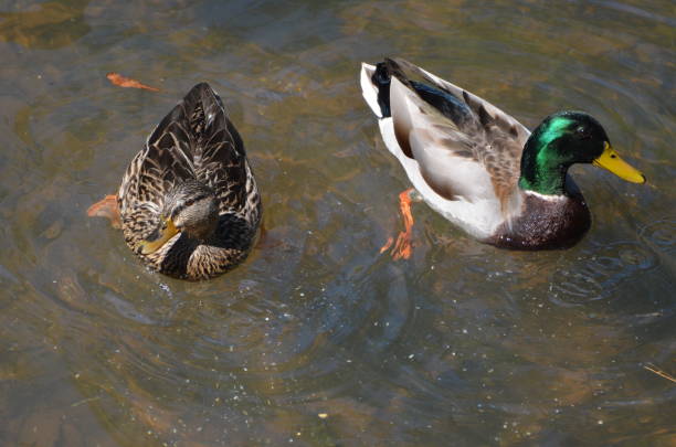 istock Mallard Ducks at Lake Martin, Alabama 1417771217