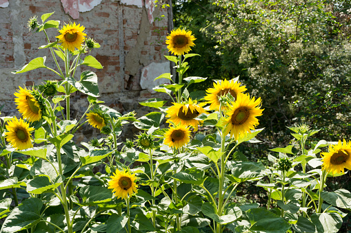 Group of sunflowers in bloom in the garden behind the house on a sunny summer day. Natural background concept. Close up, selective focus