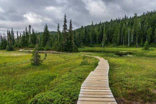 istock Paradise Meadows Mount Washington Stathcona Park 1417771671