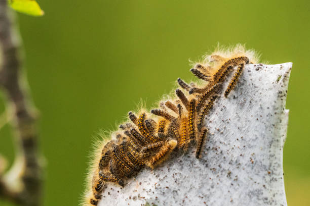 las orugas anidan en un árbol - branch caterpillar animal hair insect fotografías e imágenes de stock