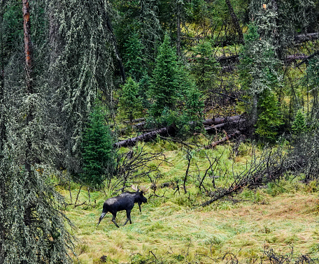Bull moose walking in a meadow in Yellowstone.