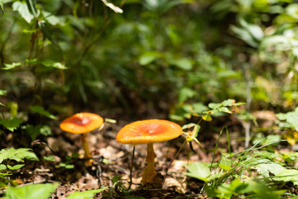 As Autumn approaches in North Japan many kinds of fungi start to grow in the mountain forests.