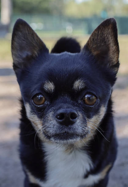 istock Chihuahua portrait 1417777043