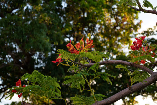 istock Orange hibiscus flowers 1417777257